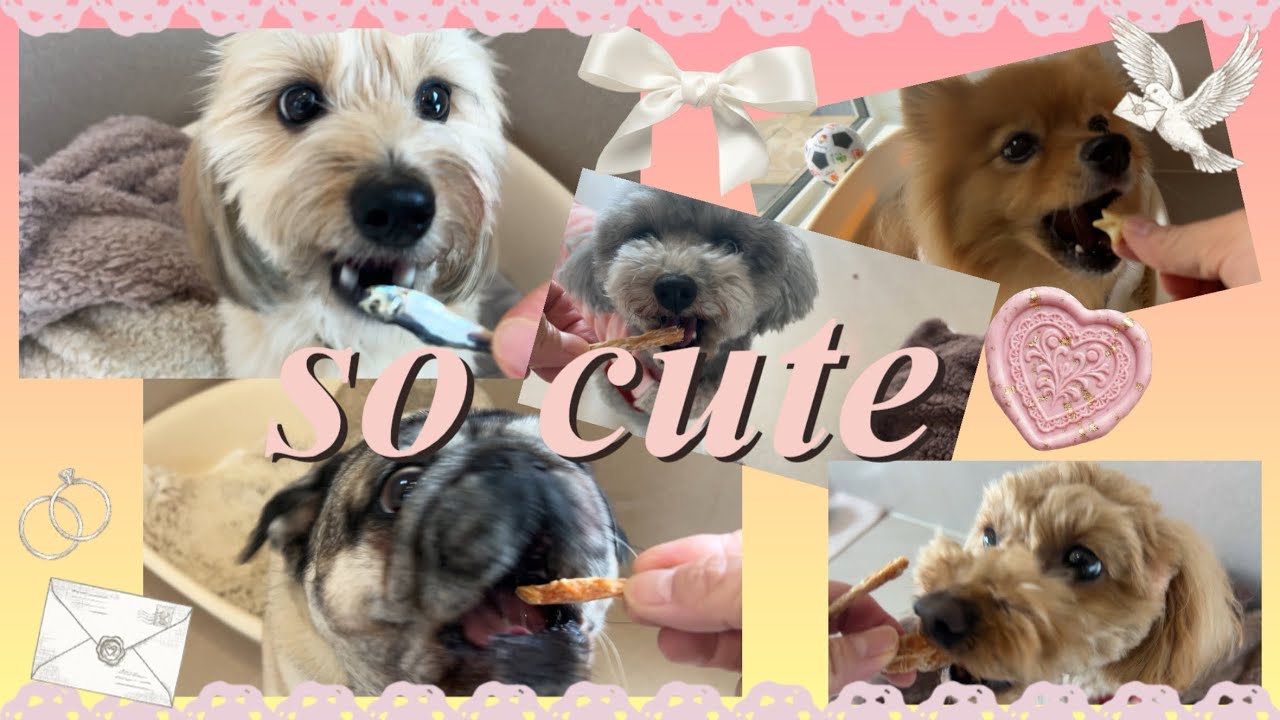 【2月12日〜2月16日】お泊まり中だってオヤツ食べる時は、みんなイイお顔で可愛さ溢れてるんです♪【vol.6】