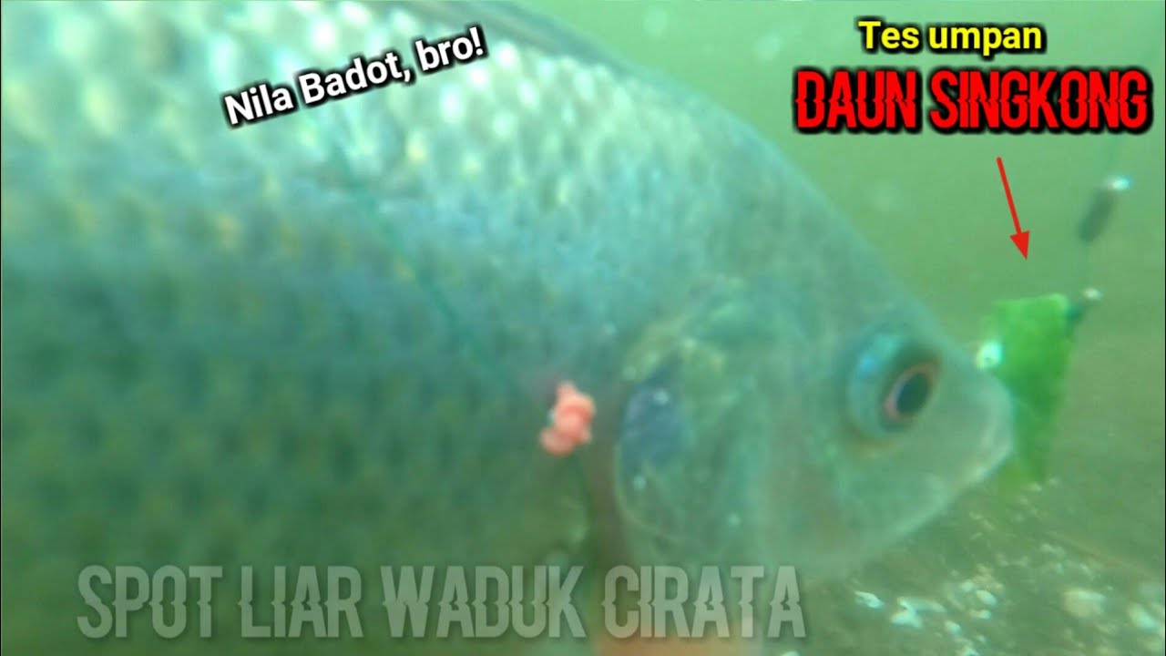 KETIKA NILA BADOT DIBERI UMPAN DAUN SINGKONG | Eksperimen dengan kamera bawah air