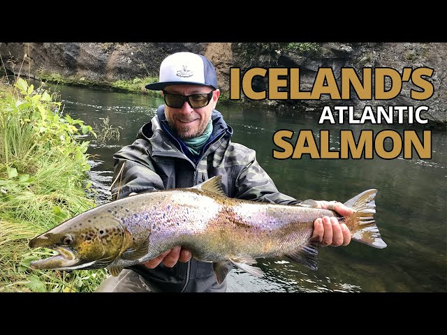 Atlantic Salmon fishing on The Mýrarkvísl River, Iceland with guide Matti  from Iceland Fishing Guide 