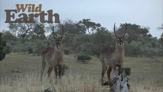 WildEarth  - Sunrise Safari -  8 July 2020