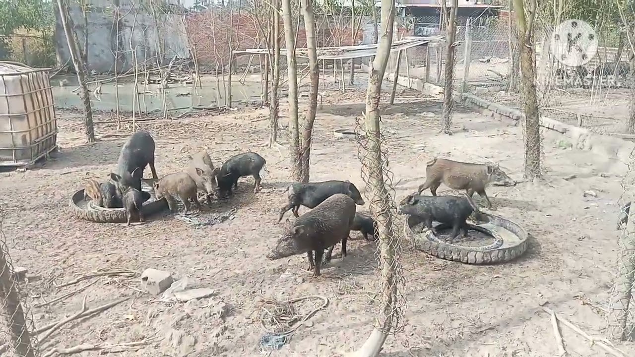 Mừng 2 tết Rivew lại chuồn heo rừng mới cô chú ac cùng xem