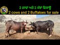 2 Buffaloes and 2 cows for sale, 2 ਮੱਝਾਂ ਅਤੇ 2 ਗਾਵਾਂ ਵਿਕਾਊ