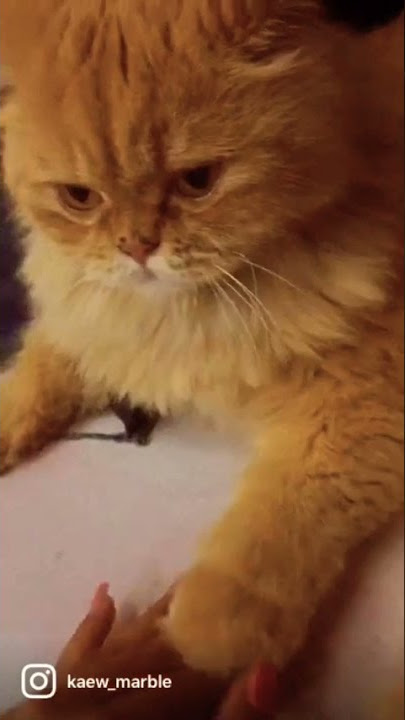 How dare you, human! Don’t touch me อย่าจับมือเรานะมนุษย์