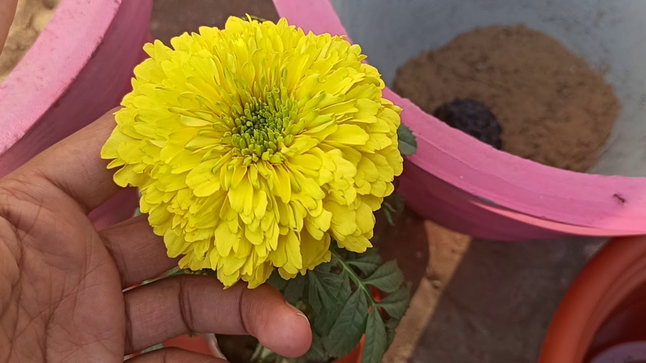 Big Yellow Marigold Flower Seeds Buy Online In India Bade Pile Rang Ke Phulo Wale Gende Ke Beez Youtube