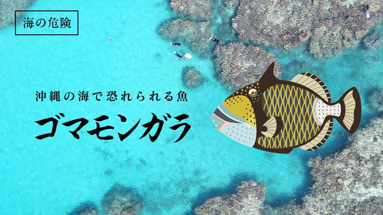海の危険を知る 沖縄のビーチで恐れられる魚 ゴマモンガラ への実体験から知識と対処方法をお話します Youtube
