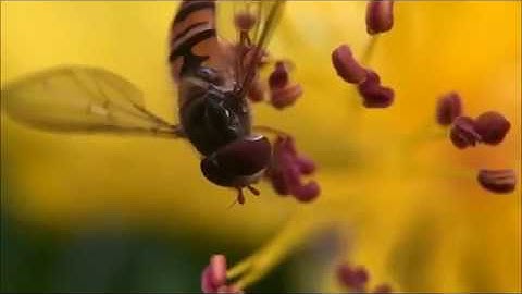 Hoverfly Fantastic close up