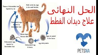 علاج ديدان القطط : الحل النهائى لعلاج ديدان القطط بالاعشاب ومن الصيدلية البشرية والبيطرية