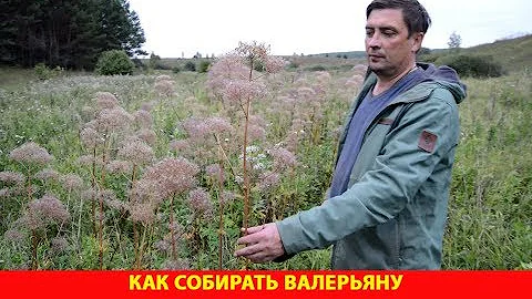 Как собирать валерьяну