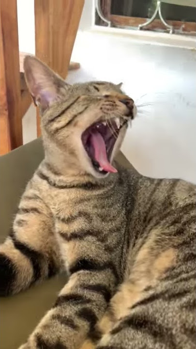 A cat meow becoming a yawn - very funny!