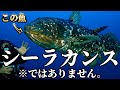 シーラカンスは絶滅していた!?その生態と謎【ゆっくり解説】【生きた化石】