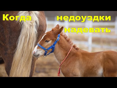 Когда маленькому коню недоуздок надевать?