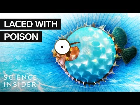 What’s Inside A Puffer Fish?