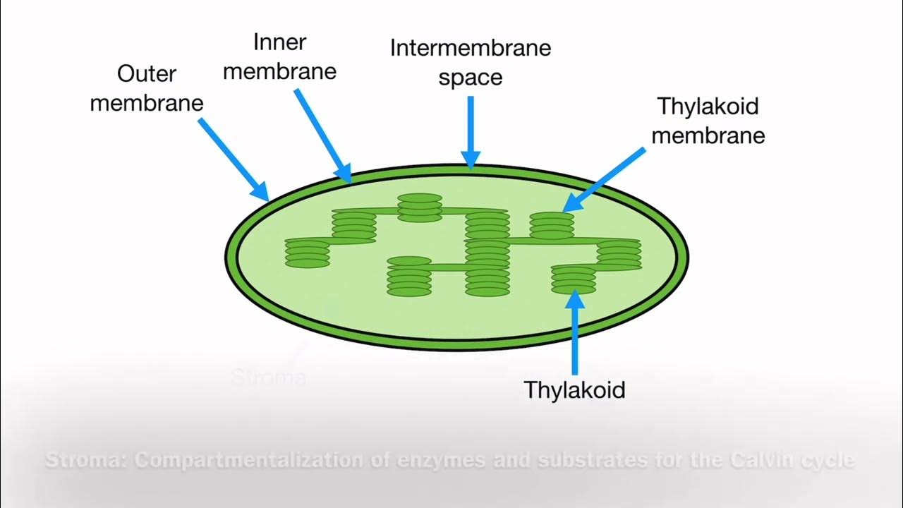 B2.2.5 Adaptations of Chloroplasts - YouTube