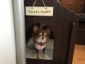 愛犬がオシッコをはみ出さないトイレ(*^^*)♪