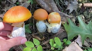La reina del bosque AMANITA CAESAREA en 4K de Septiembre de 2022