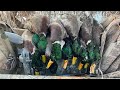 TOOLY MALLARDS, What Dreams are Made Of. Day 3 w/ Chasing Green