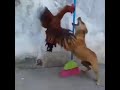 Pelea entre gallo y perro