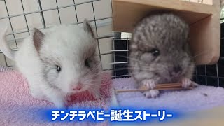 チンチラベビーの生まれてから１年　一瞬の成長記録