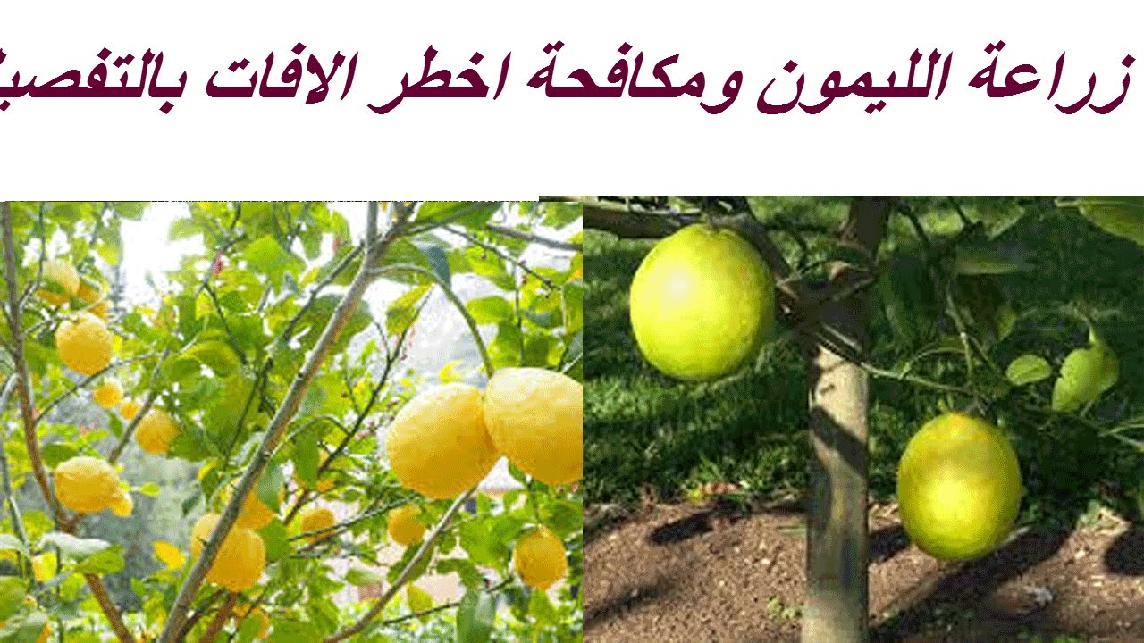 زراعة الليمون ومكافحة اخطر الافات بالتفصيل Youtube