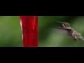 First Attempt at Capturing a Hummingbird in Slow Motion
