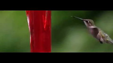 First Attempt at Capturing a Hummingbird in Slow M...