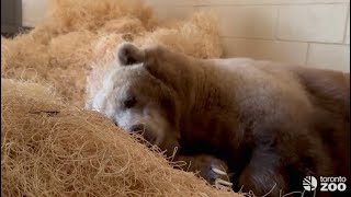 CAUGHT ON CAMERA: Toronto Zoo grizzly bear has begun her winter zzzzzzzz