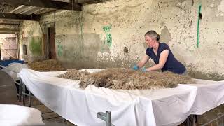 How to prepare a raw sheep’s fleece ready for selling to spinners, felters & fibre artists