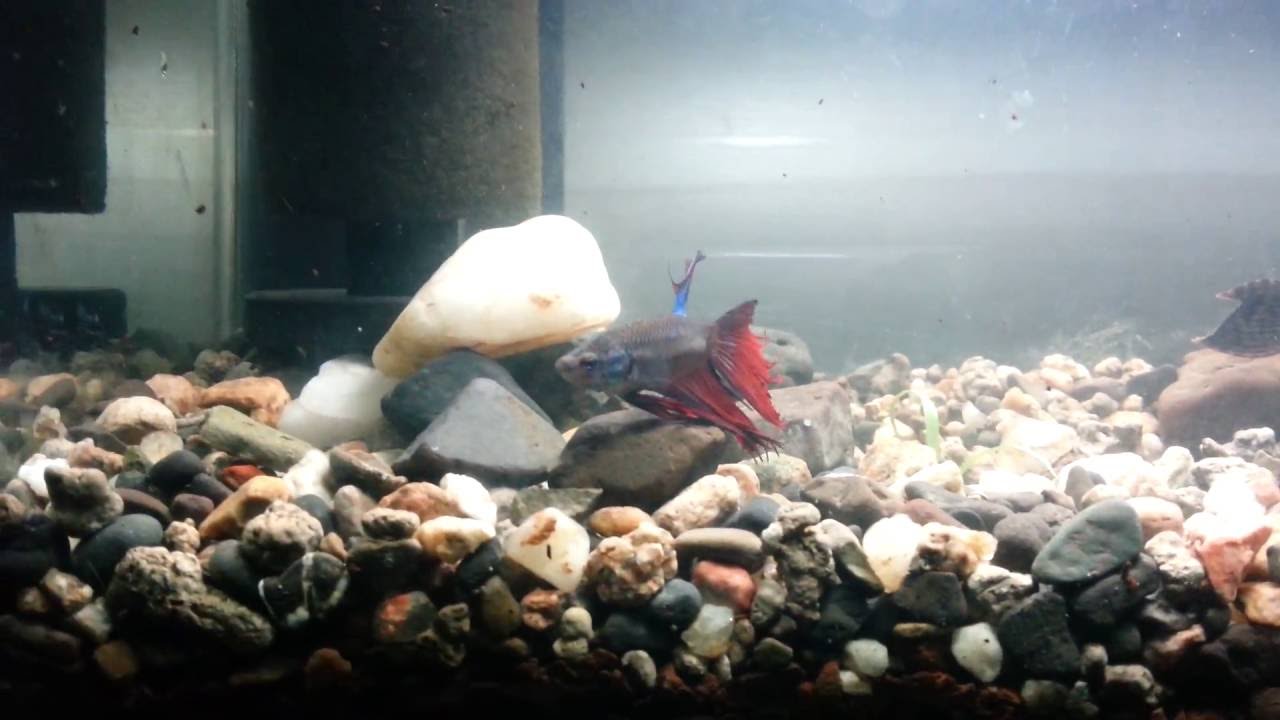 gouramis and shrimp Prepared a Dirted Tank