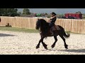 Homestead Florida Andalusian & Friesians horse show