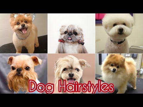 Dog Hairstyles Beauty School Makeup