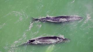 Humpback whales in San Francisco Bay from Golden Gate Bridge