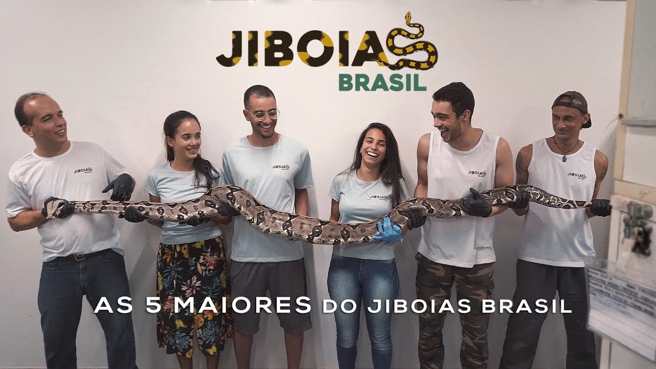 As 5 maiores jiboias do Jiboias Brasil