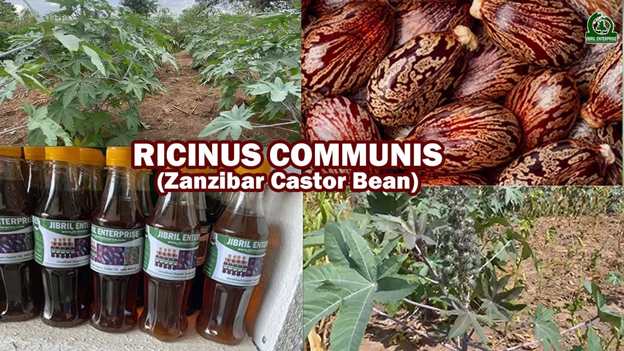 Top 7 Zanzibar Castor Bean Farming Tips for Better Yields | Blog and Video Tutorial