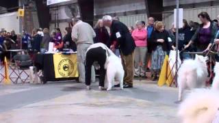 Samoyed Specialty Pt. 2 (Best of Breed)