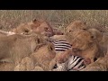 Pride of Lions feeding on a fresh zebra kill in the wilderness of the Greater Kruger Park