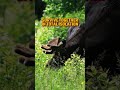 Explore Isle Royale National Park!