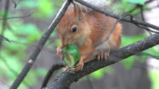 Белки и огурчик / Squirrels and cucumber