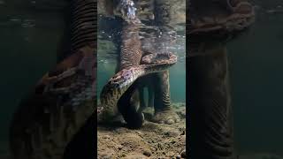 Elephant not seen this hidden trap . a gaint python is under the water