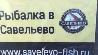 Приход форели в Савельево 14 10 2016