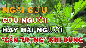 “Ngải cứu | Cứu người hay hại người? Cẩn trọng khi dùng!”