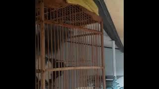 'Saema holan Au nagabe korbanmu (Cukup aku sendiri yg jadi korbanmu)'