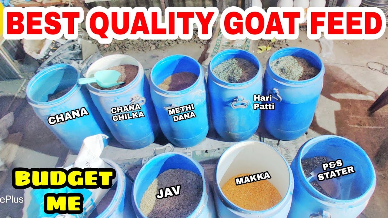 Best Quality Goat Feed Available At P&S Agro Budget Me Goat Feed