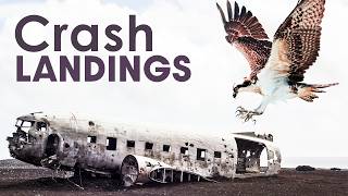 Encounters In The Air: The Impact Of Bird Collisions On Aircraft Safety | Missing Link | Documentary