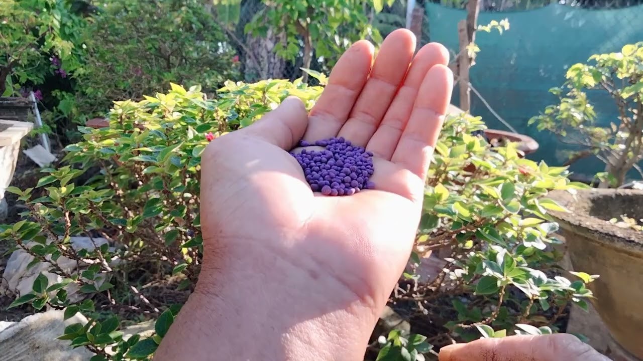 Внесение удобрений в бугенвиллию после начала формирования цветоносов способствует образованию бо...