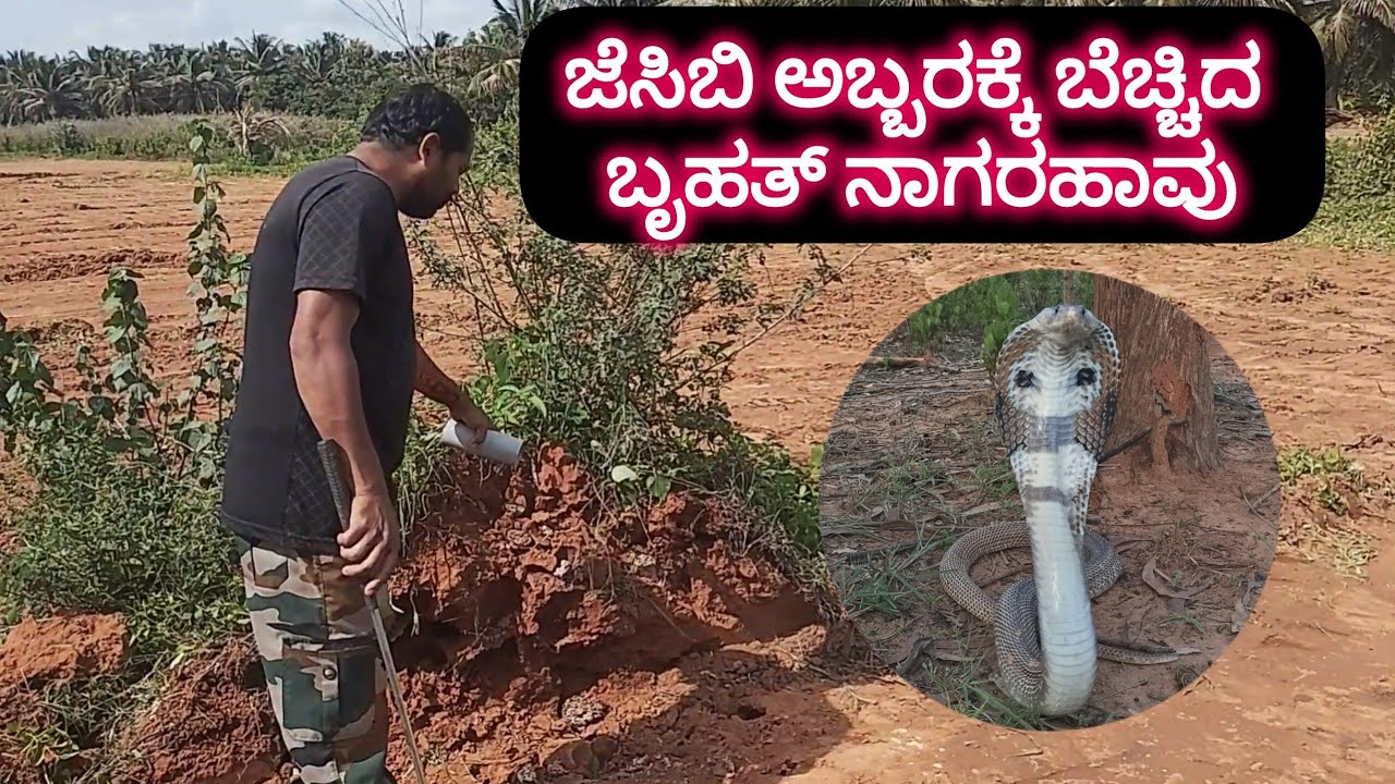 ಜೆಸಿಬಿ ಅಬ್ಬರಕ್ಕೆ ಬೆಚ್ಚಿದ ಬೃಹತ್ #ನಾಗರಹಾವು ರಕ್ಷಣೆ #najanaja #snake #cobra #nagarahavu #trending #ads  