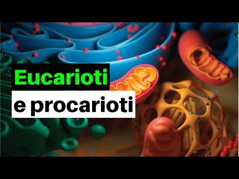 Cellula procariote e cellula eucariote: caratteristiche e differenze