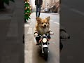 ポメラニアン小太郎 #ポメラニアン  #小型犬  #デカポメ