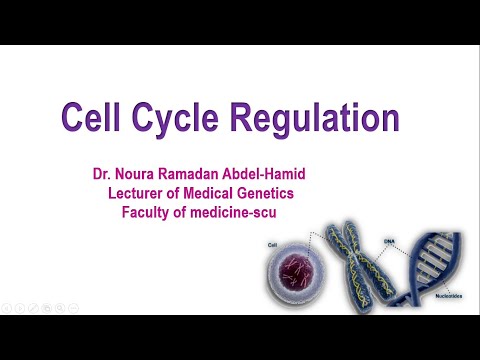 فيديو: ما هو دور CDK في عمل الخلية الطبيعية خاصة في دورة الخلية؟