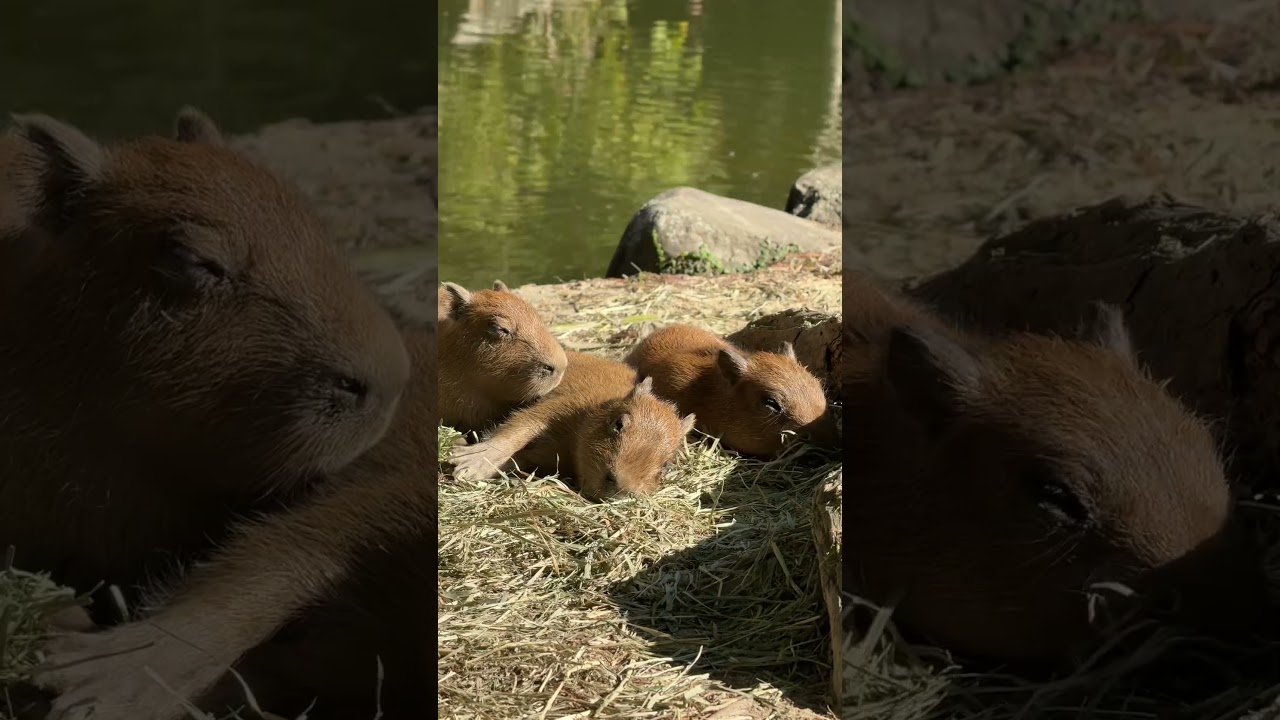 カピバラのまどかと赤ちゃんカピバラたち - YouTube