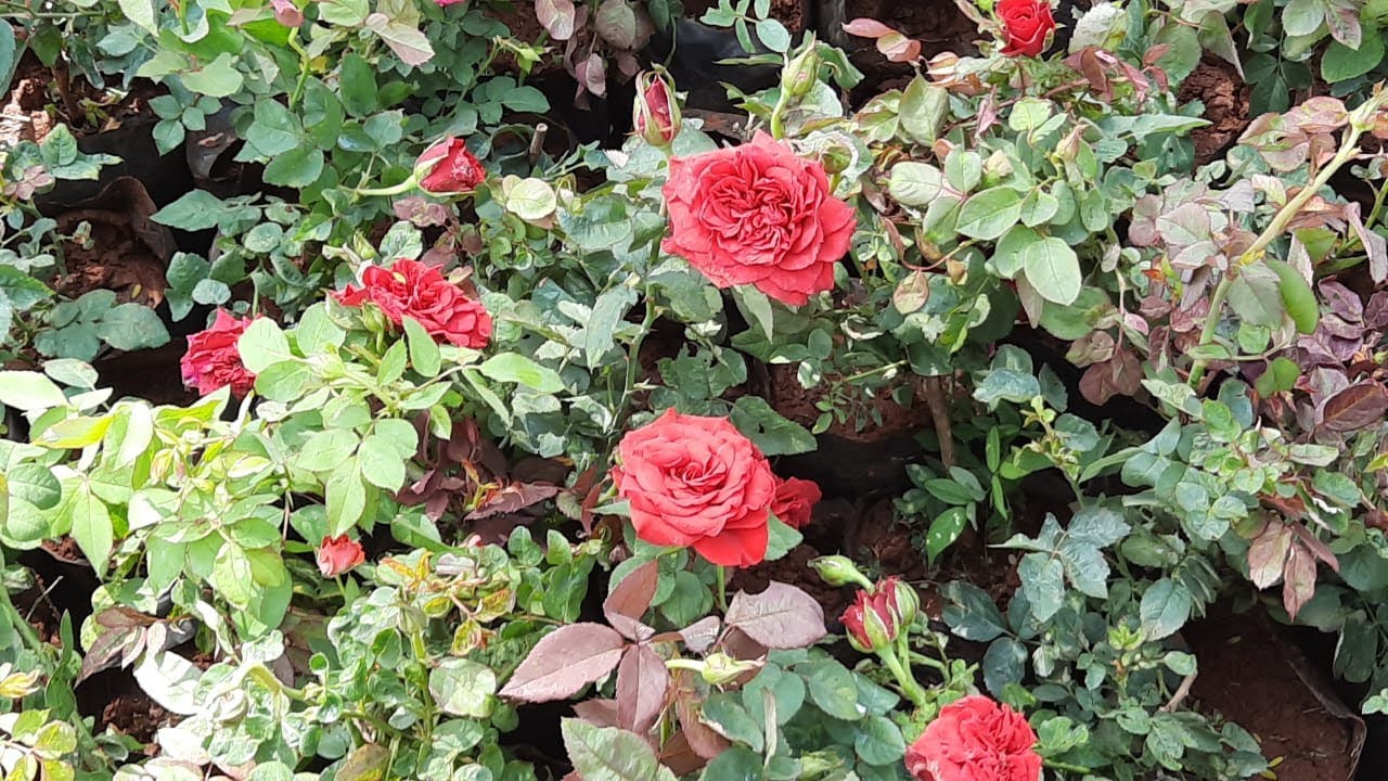 Plants Nursery || LB Nagar || for terrace gardening || Gardening 